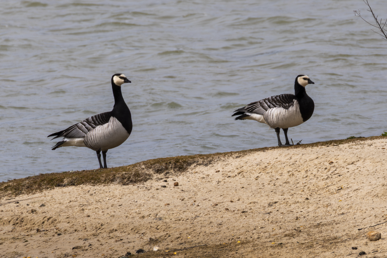Barnacle Goose