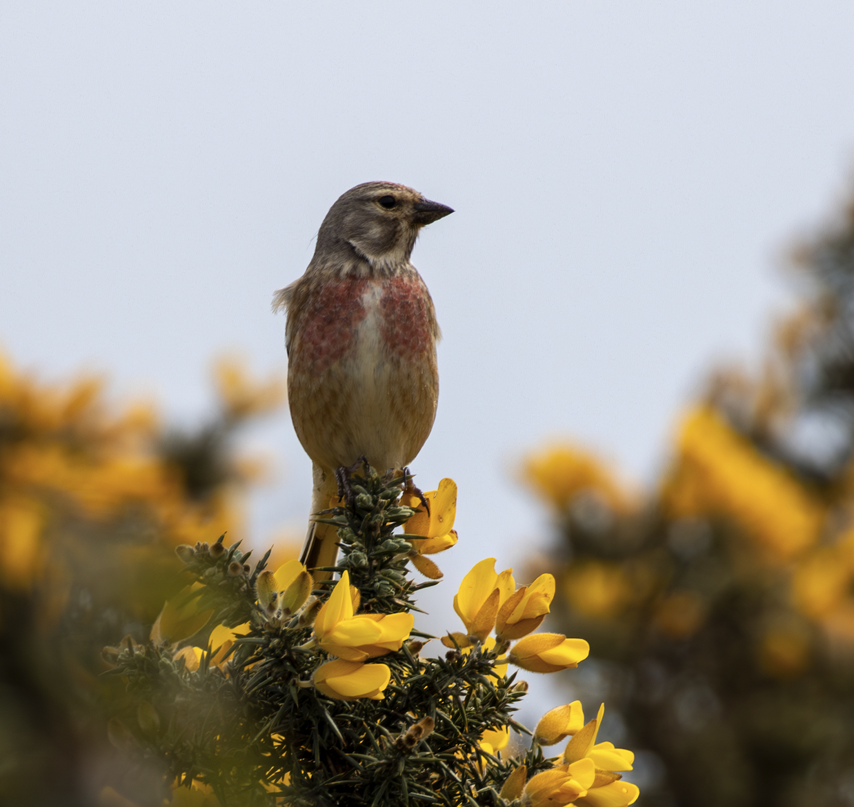 Linnet