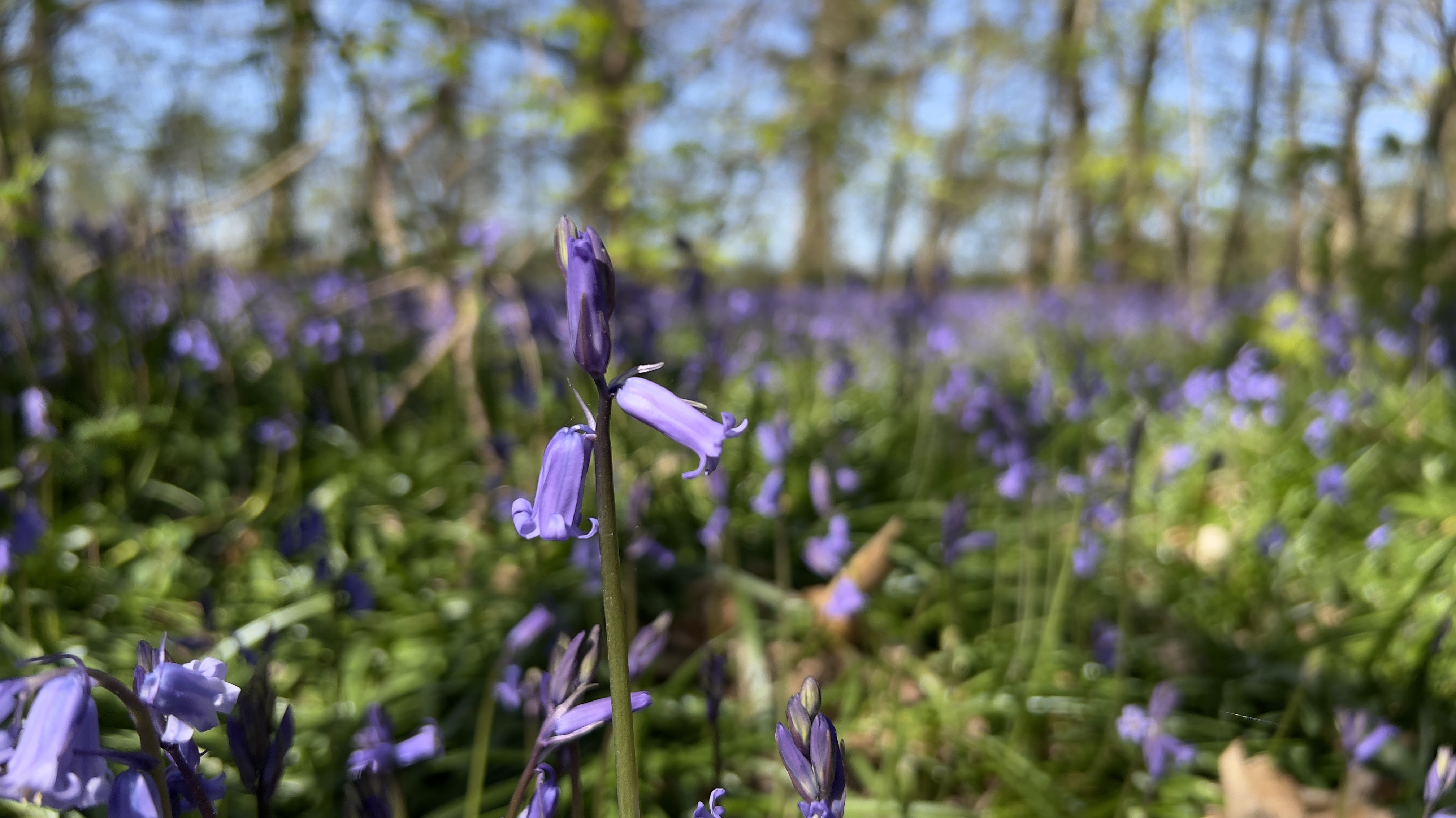 Bluebell