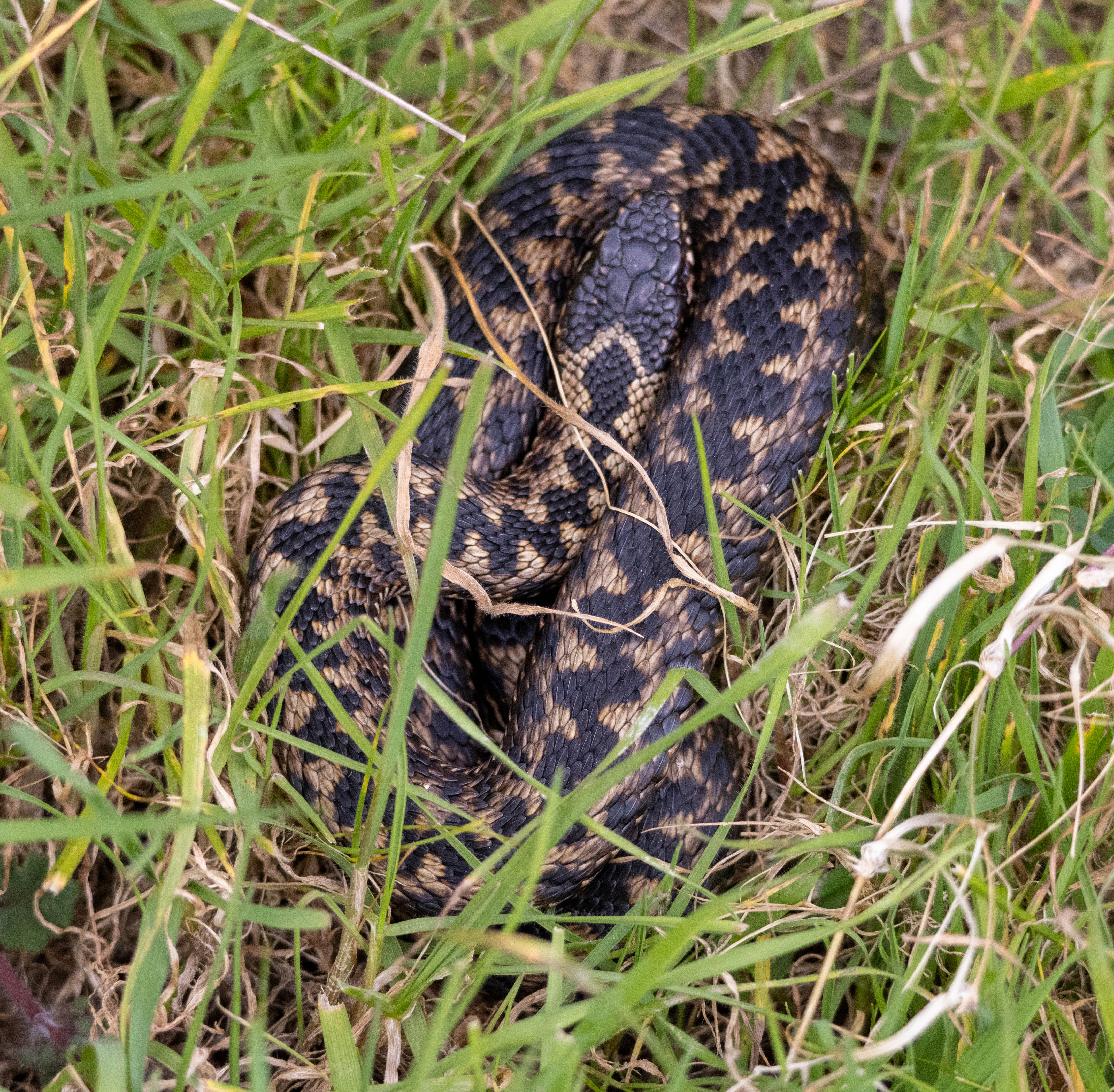 Adder