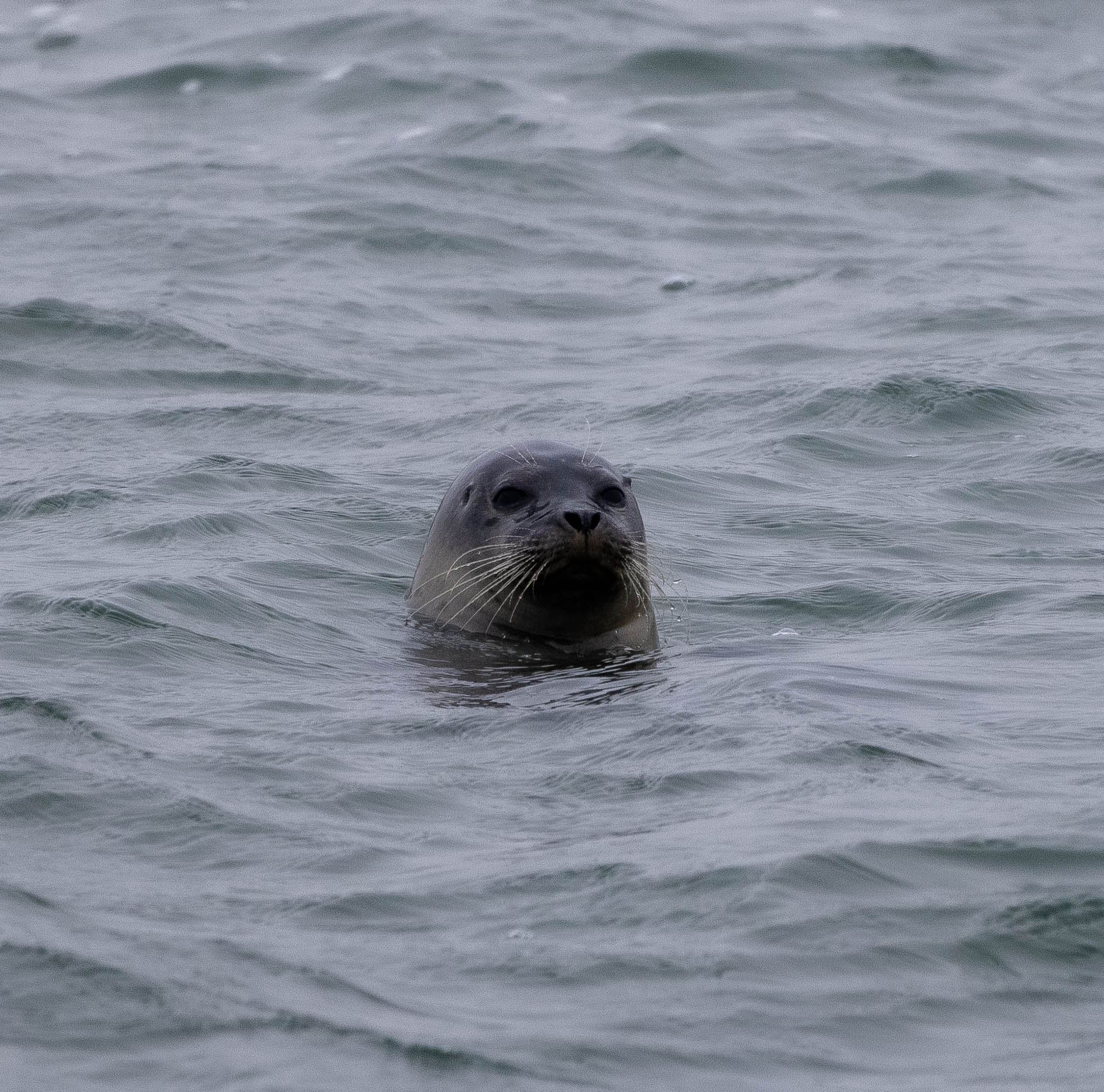 Common Seal