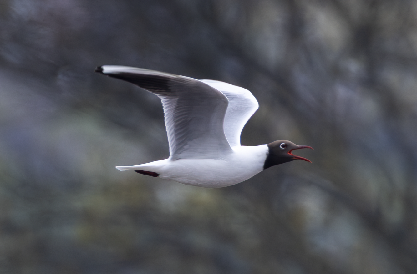 Black-headed Gull