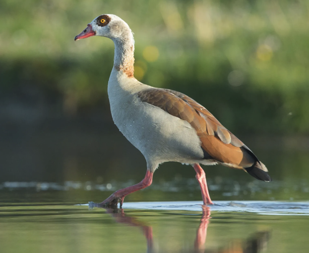 Egyptian Goose