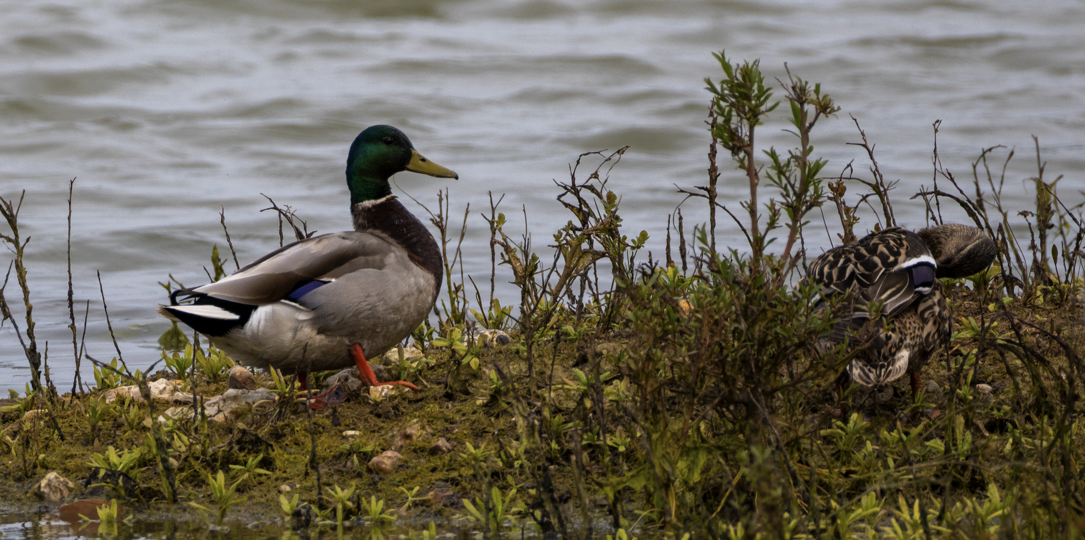 Mallard