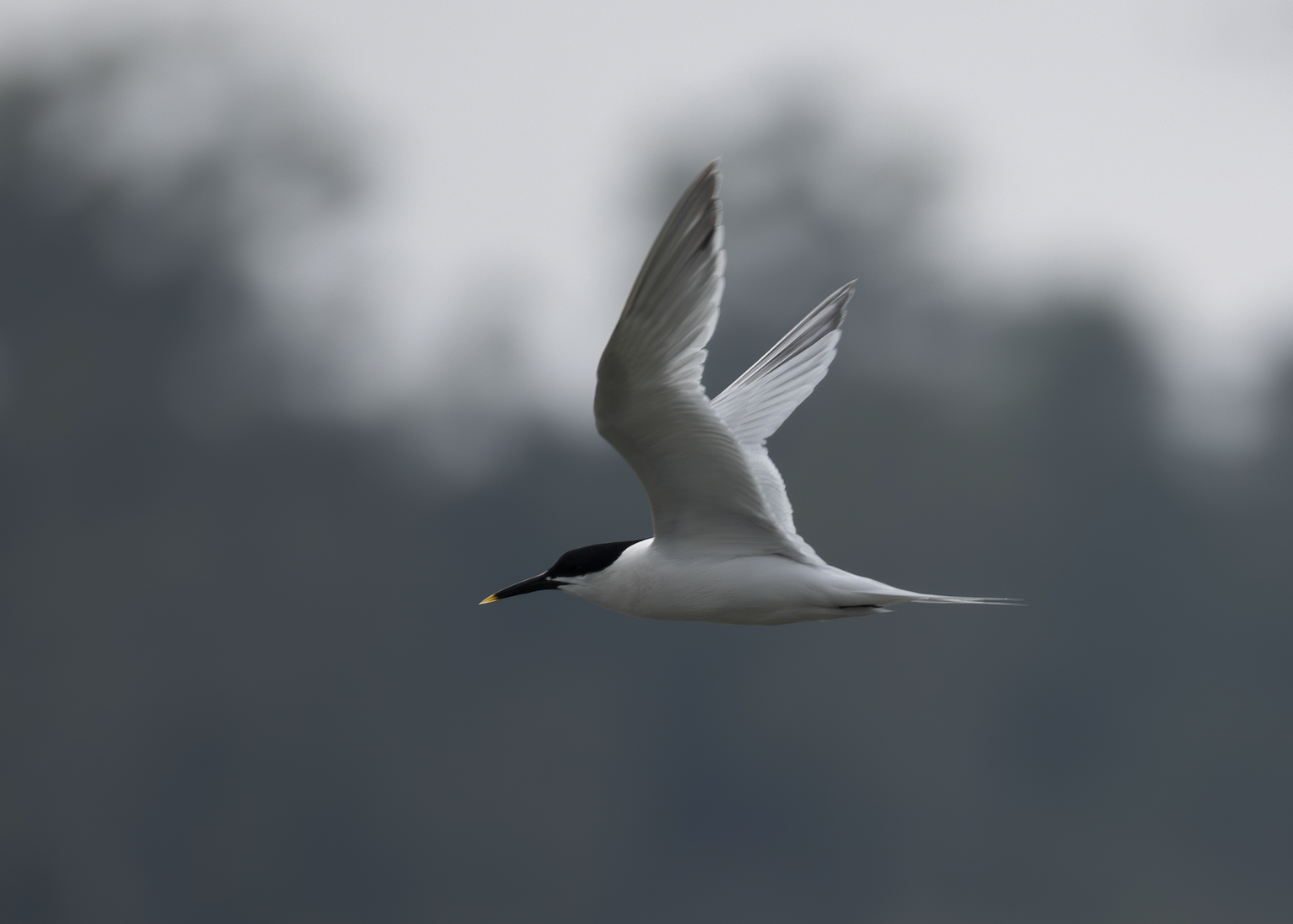 Sandwich Tern