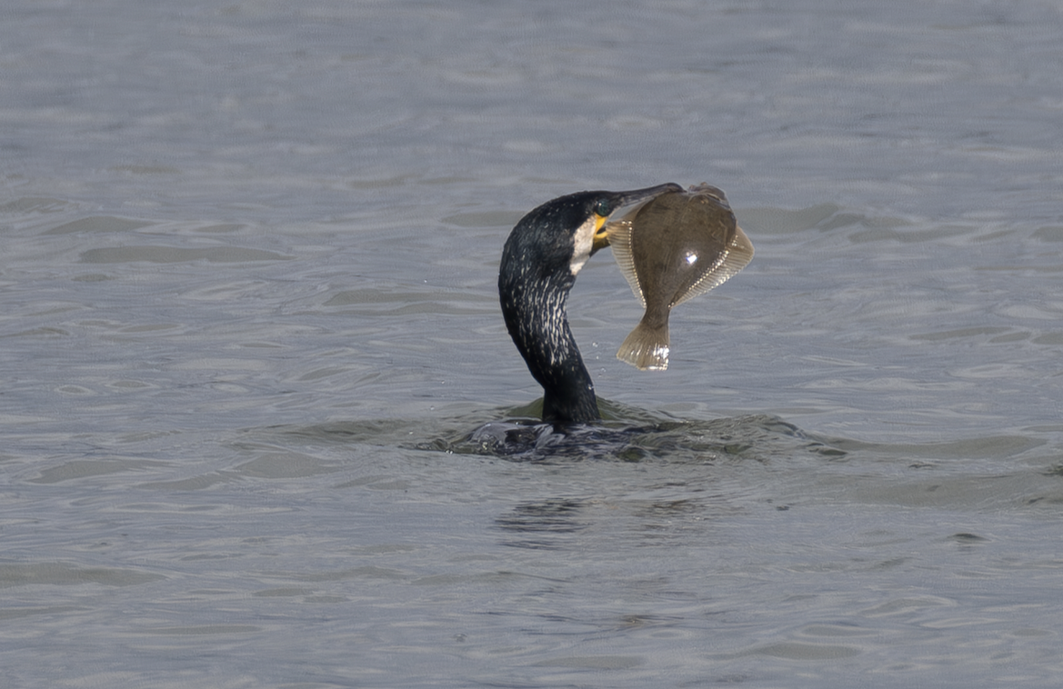 Cormorant