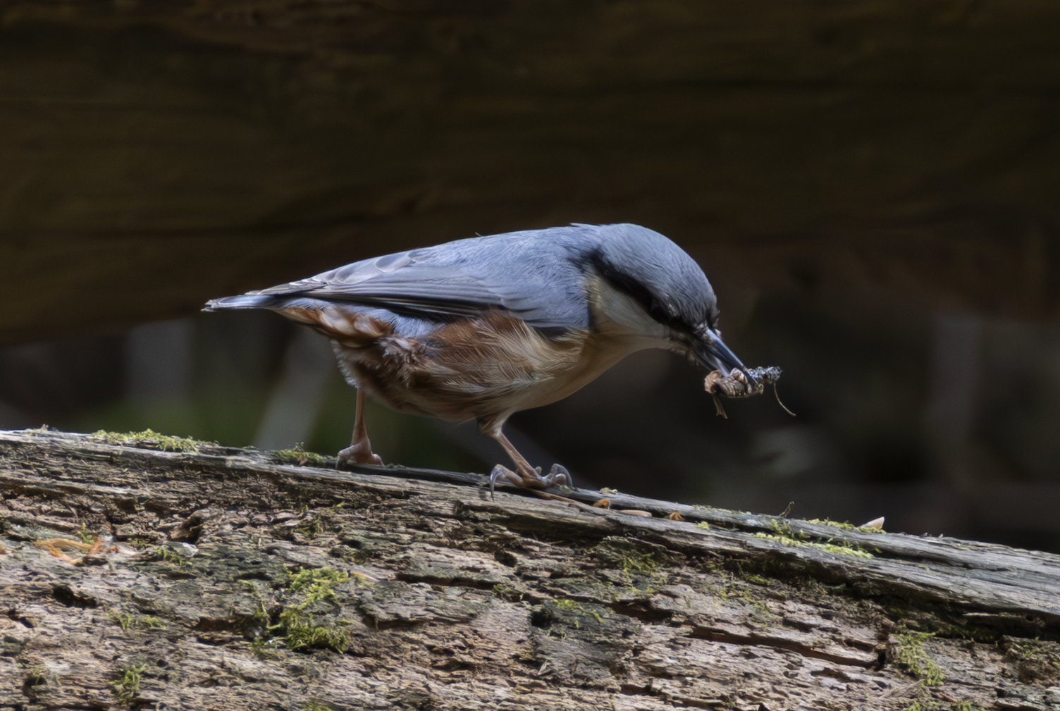 Nuthatch