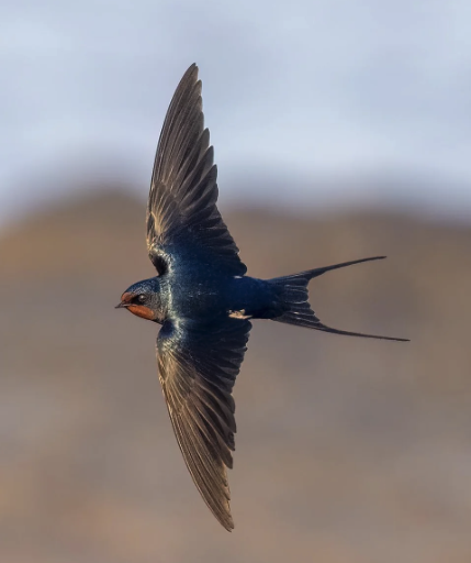 Swallow