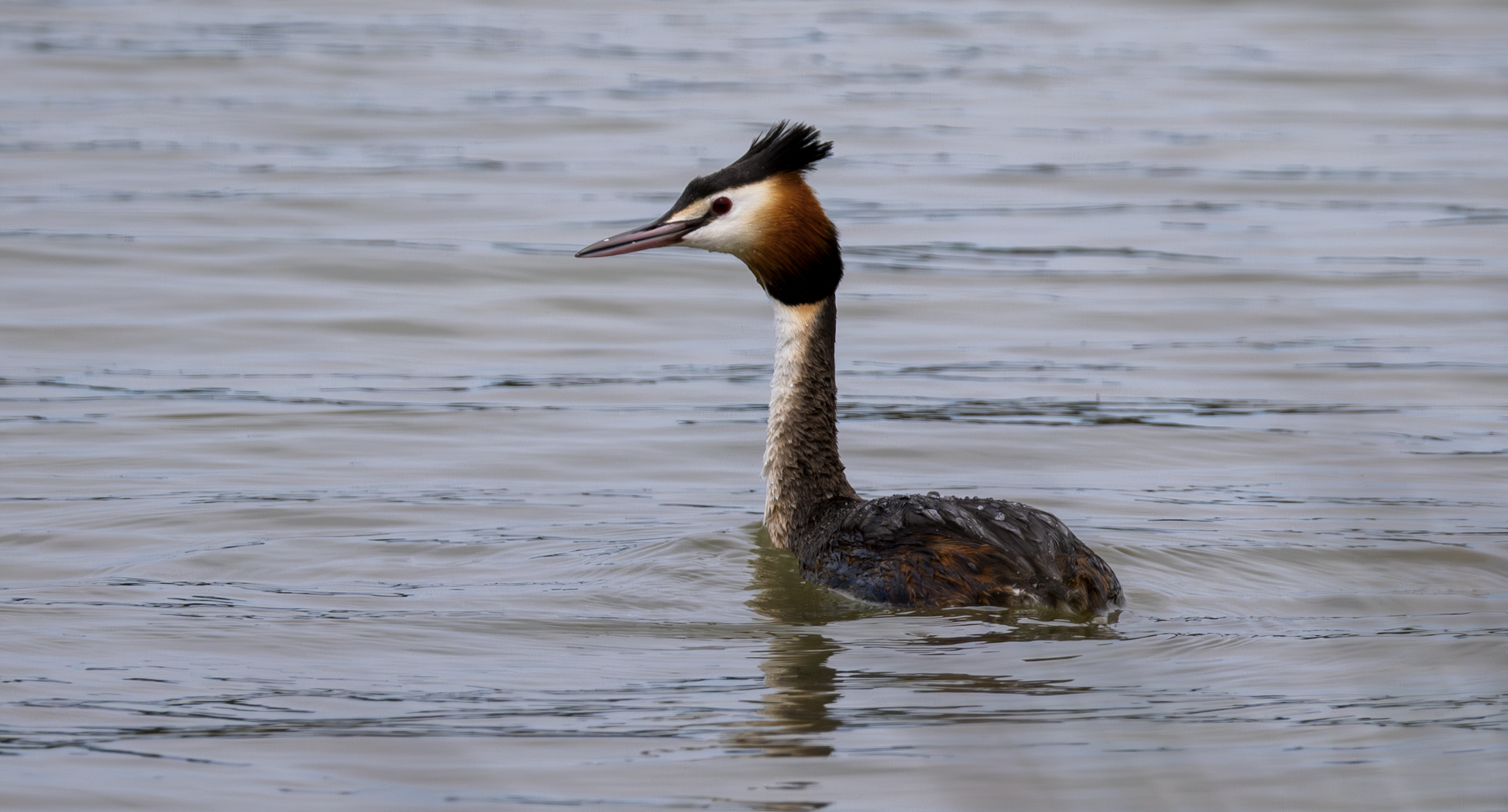 Great Crested Grebe