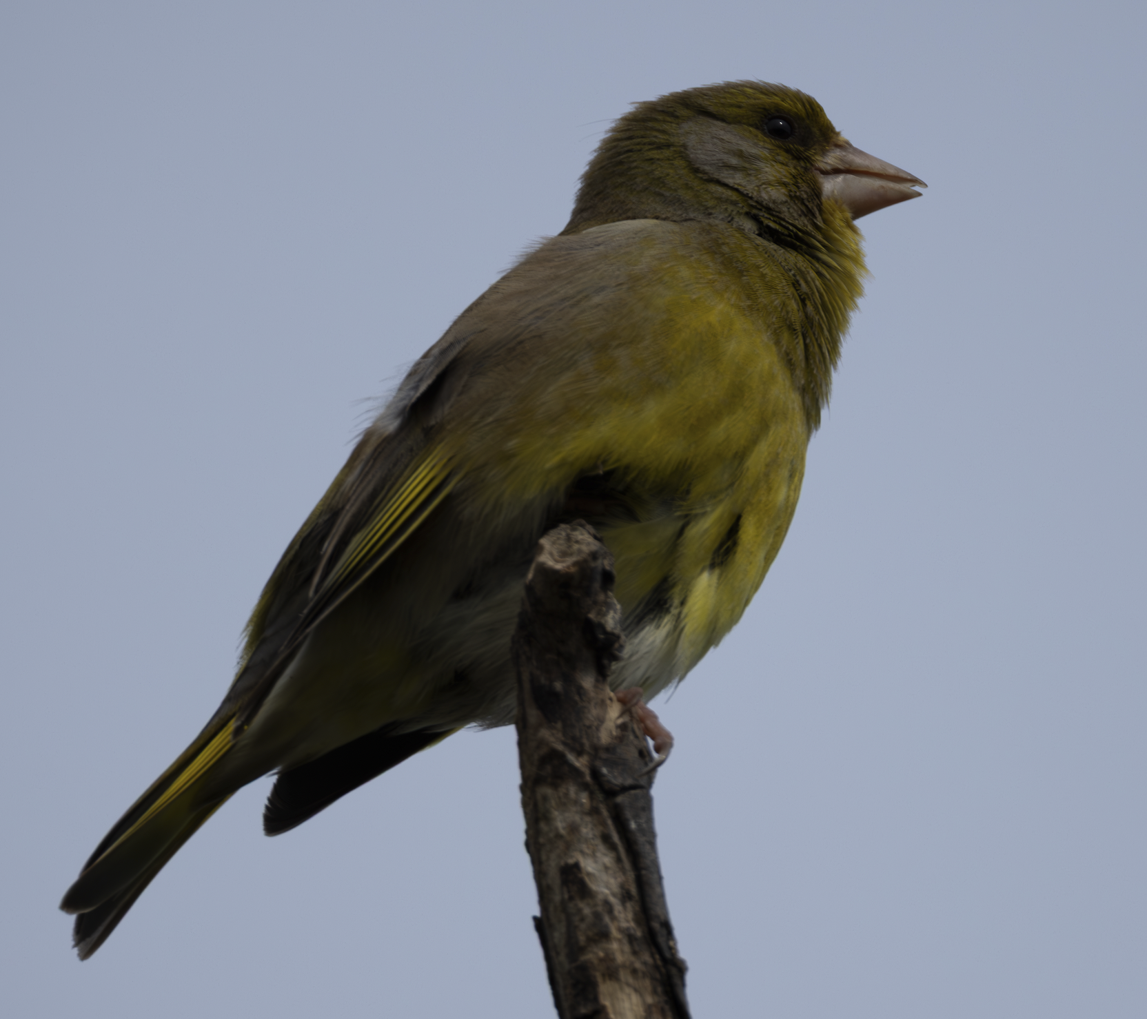 Greenfinch
