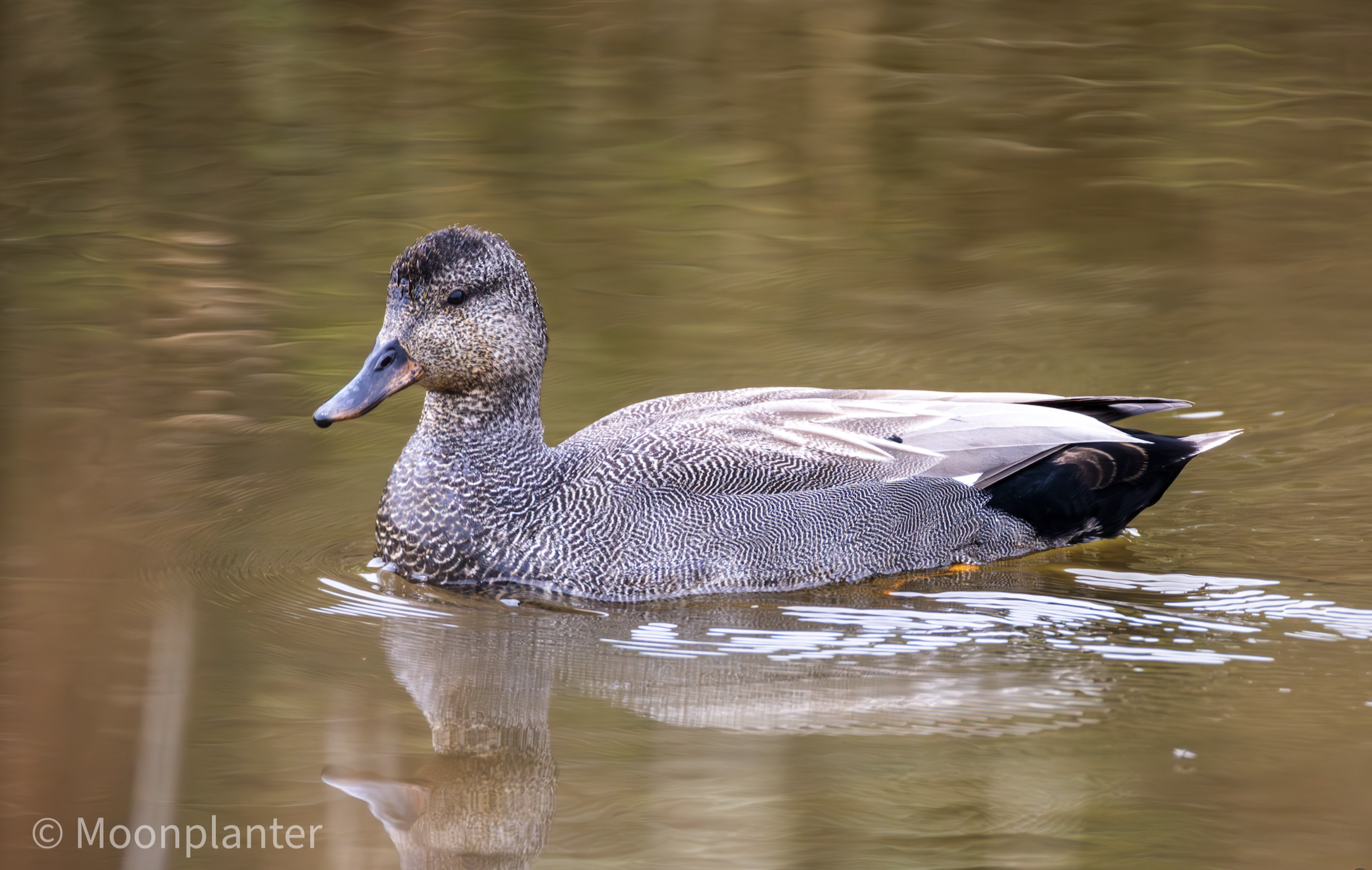Gadwall