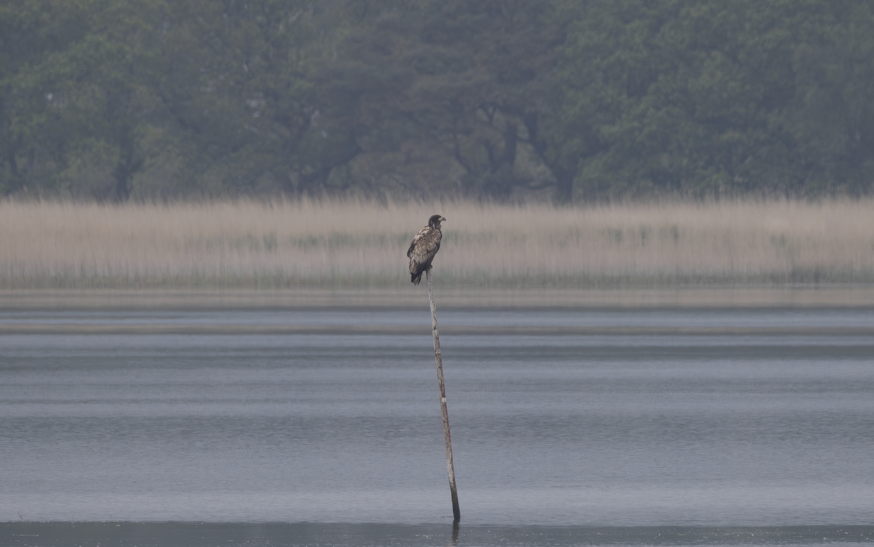 White-tailed Eagle