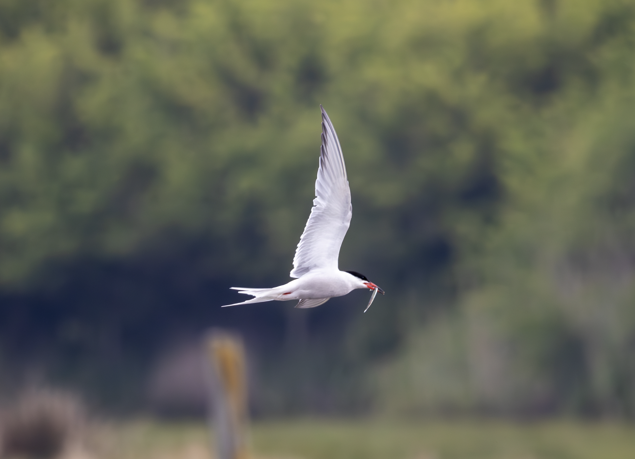 Common Tern